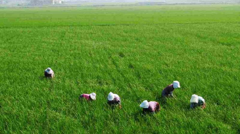 Odisha Government Releases 20th Installment of Kisan Samman Nidhi A Lifeline for Thousands of Farmers