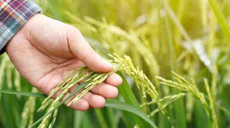 PM-KISAN Yojana Uplifts Telangana Farmers, Reinforcing Government’s Focus on Rural Welfare